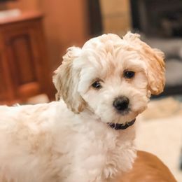 Goldendoodle Puppies from Coal Country Doodles