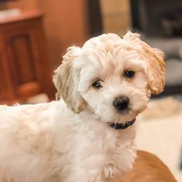 Goldendoodle Puppies from Coal Country Doodles