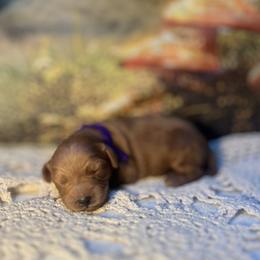 Goldendoodle puppies from Penny Lane’s Doodles