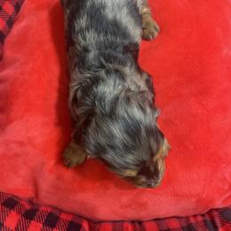 Dachshund Puppies from KW’s Doxies