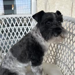 Stetson - Miniature Schnauzer