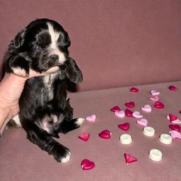 Black male - Black male Shih Tzu puppy in Phillipsburg, New Jersey from Debilyn’s Shih Tzu’s