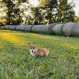 Pembroke Welsh Corgi Puppies from Clearsky Corgis