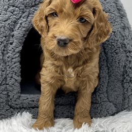 Goldendoodle and Labradoodle Puppies from Must Love Doodles