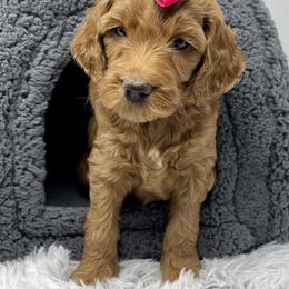 Goldendoodle and Labradoodle Puppies from Must Love Doodles