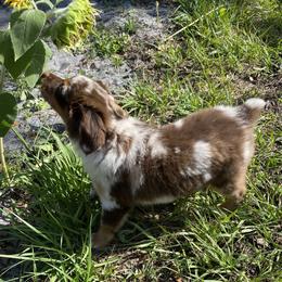 Miniature Australian Shepherd Puppies from Peace Creek Aussies