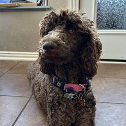 Poodles from Kenney kennels