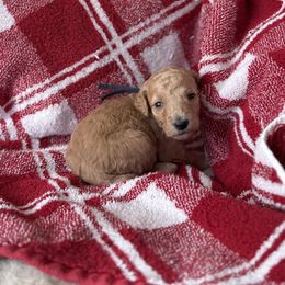 Black - Apricot female Goldendoodle puppy in Fayetteville, Arkansas from Mountain Grove Doodles