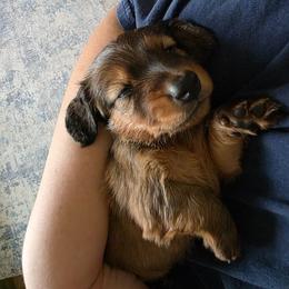 Wario - Sable male Dachshund puppy in Oklahoma from Wilkinson’s Waggish Weiner Dogs