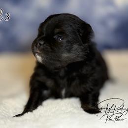 Girl 3 - Black female Pomeranian puppy in Fort Jones, California from High Rocking Pom Poms