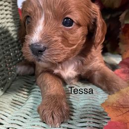 Tessa - Red Cavapoo puppy in Lebanon, Missouri from Cobbs Creek Canines