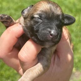 Smoke show - Sable female Schnoodle puppy in Temple, Texas from Schnauzers Of Taylor