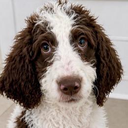 Rose - Parti female Goldendoodle puppy in Wake Forest, North Carolina from Wake Forest Darling Doodles
