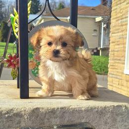 Chase - Red male Mi-Ki puppy in Toronto, Ohio from Shekinah’s Mi-Kis & Cricket Hill’s Westies