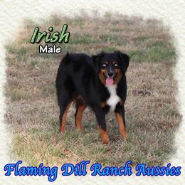 Irish - Black tri male Miniature Australian Shepherd puppy in Forestburg, Texas from Flaming Dill Ranch Aussies