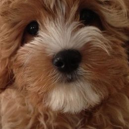 Cavapoos from CavapooDreams