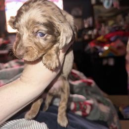 Dachshund Puppies from Garland Weens
