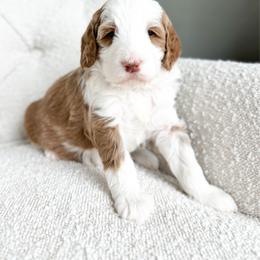 McCartney - Parti male Goldendoodle puppy in Sterling, Illinois from Charley's Goldendoodles