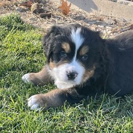 Bernese Mountain Dog Puppies from Willow Tree Berners
