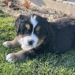 Bernese Mountain Dog Puppies from Willow Tree Berners