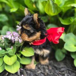 Trouble - Black and tan male Yorkshire Terrier puppy in Slate Hill, New York from Wendy's AKC Teacup and Micro Darlings Hudson Valley