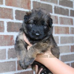 Cream Collar - Black and red female German Shepherd puppy in Mount Vernon, Missouri from German Haus German Shepherds LLC