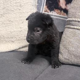 Baylee - Black female Chinese Shar-Pei puppy in Lehigh Acres, Florida from Florida Wrinkles