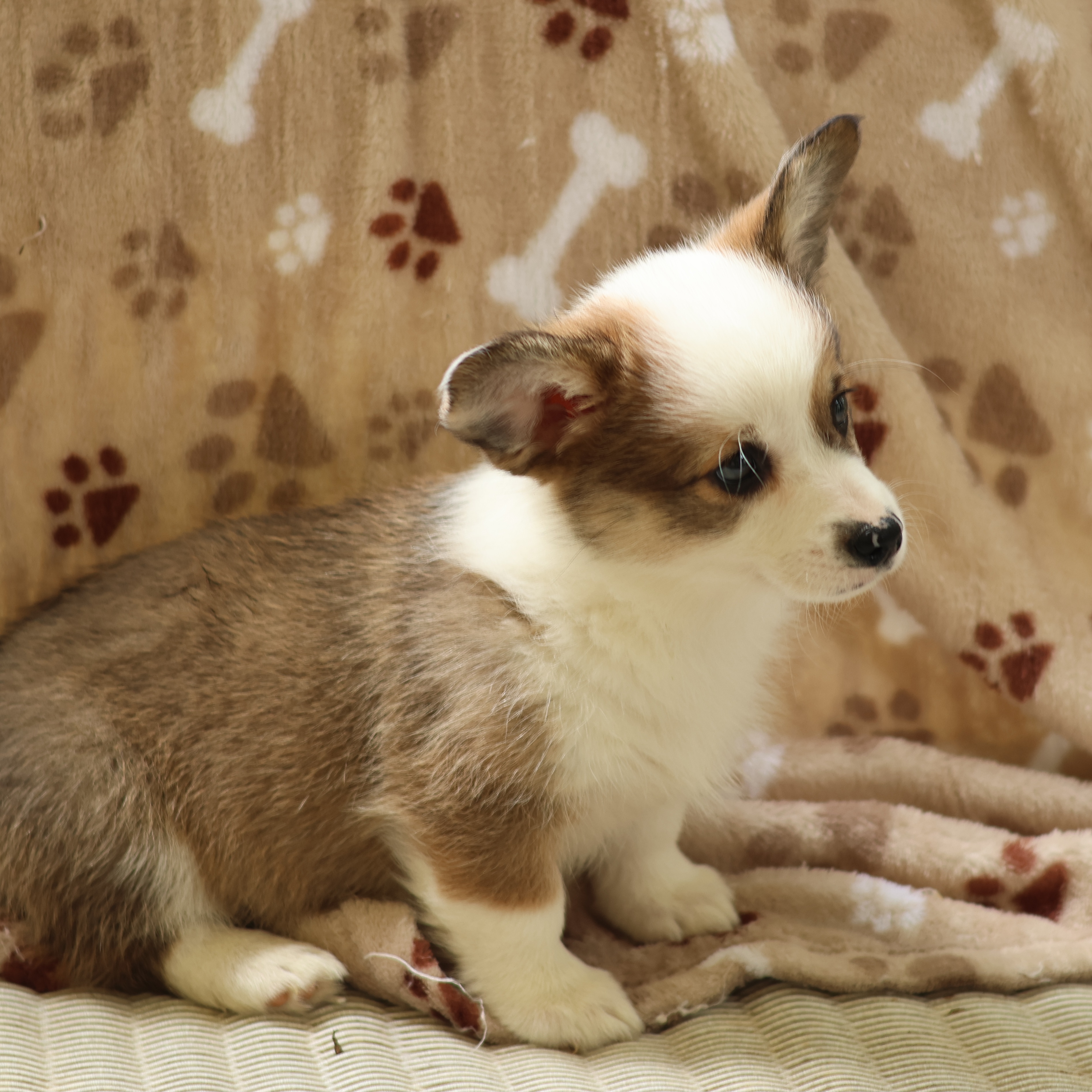 Girl 2 - Sable Pembroke Welsh Corgi puppy in Karnack, Texas from Sureshot Corgis