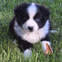 Girl 3 - Black & white female Australian Shepherd puppy in Nebraska from Our Barn Aussies