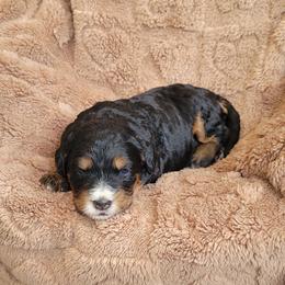 Tia - Tri-color female Bernedoodle puppy in East Earl, Pennsylvania from Mountainside Puppies