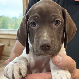 Becca - Liver and white female German Shorthaired Pointer puppy in Morgantown, Indiana from Kevin Funkhouser Kennel