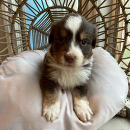 Levi - Red tri-color male Australian Shepherd puppy in Grants Pass, Oregon from Carmel Mountain Aussies