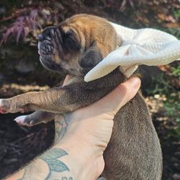 White collar - Fawn female Great Dane puppy in Warren, Ohio from Loyal-Loves Great Danes