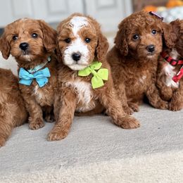 Parky - Red  male Goldendoodle puppy in West Haven, Utah from Split Mountain Doodles