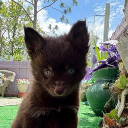 Chocolate - Chocolate female Pomsky puppy in Spring Hill, Florida from PDQ Pomskies