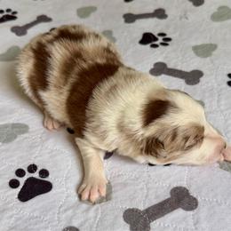 Whiskey - Red merle male Border Collie puppy in Rickman, Tennessee from Roaring River Border Collies