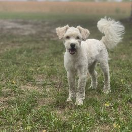 Millie - Miniature Schnauzer
