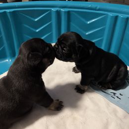 French Bulldog Puppies from Stratton Kennel