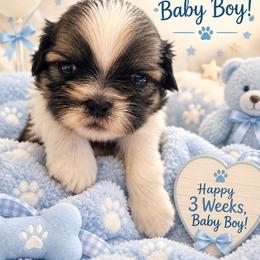 Nemo - Liver and white male Shih Tzu puppy in Cook County, Illinois from My Tzu Crew
