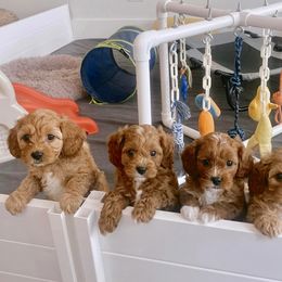 Cavachon, Cavalier King Charles Spaniel, and Cavapoo Puppies from LierChonPoo