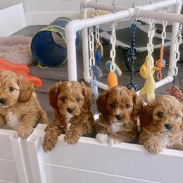 Cavachon, Cavalier King Charles Spaniel, and Cavapoo Puppies from LierChonPoo