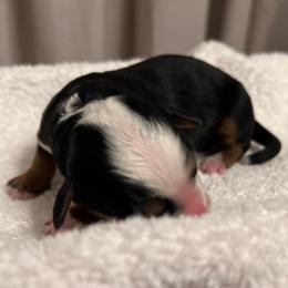 Orion - Tri-color male Bernedoodle puppy in Los Angeles, California from Bernied00dle Love
