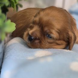 Boy 3 - Black and tan male Cavalier King Charles Spaniel puppy in Paterson, Washington from Royal Garden Cavaliers