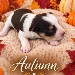 Autumn - Parti female Miniature Schnauzer puppy in Sylvania, Georgia from Southern Sky Miniature Schnauzers