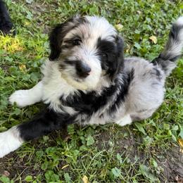 Chase - Blue merle male Aussiedoodle puppy in Churchville, New York from Bluebird Family Farm