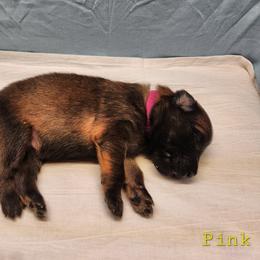 Pink - Mahogany and black female Belgian Tervuren puppy in Merrill, Michigan from Reves Vifs Belgian Shepherds