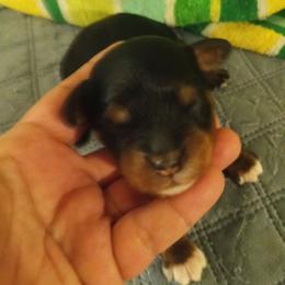 Boy one - Black and tan male Cavapoo puppy in East Providence, Rhode Island from Marta's Cavaliers