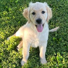 Carolyn - Light golden female Golden Retriever puppy in Minerva, Ohio from Milligan Valley Golden Retrievers