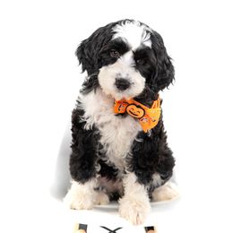 Lavender Collar Girl - Black female Australian Labradoodle puppy in Statesville, North Carolina from Rose Cottage Labradoodles