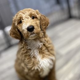 Goldendoodle Puppies from Totally Texas Doodles